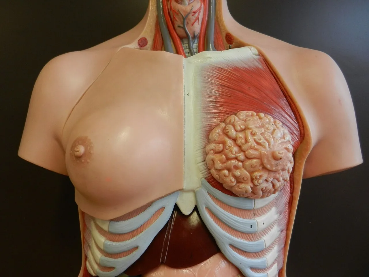한쪽은 피부, 다른 쪽은 유선과 대흉근, 갈비뼈를 드러낸 여성 흉부 해부 모형